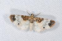 Eupithecia breviculata