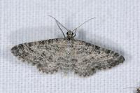 Eupithecia graphata