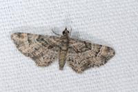 Gymnoscelis rufifasciata