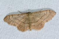 Idaea aversata