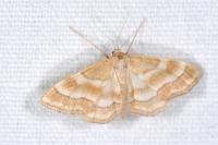 Idaea circuitaria