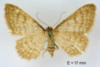 Idaea dilutaria