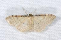Idaea fuscovenosa