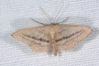 Idaea mediaria