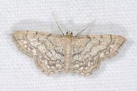 Idaea moniliata