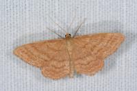 Idaea ochrata