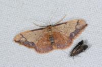 Idaea ostrinaria