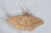 Rhodostrophia calabra