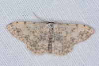 Scopula submutata roseonitens