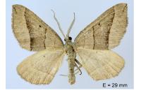 Scotopteryx luridata/mucronata