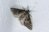 Tephronia sepiaria