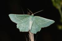 Thalera fimbrialis