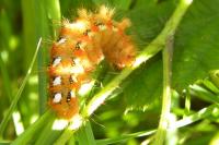 Acronicta rumicis