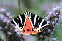 Euplagia quadripunctaria