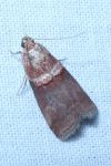Acrobasis tumidana