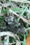 Craniophora ligustri