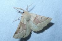 Crocallis elinguaria