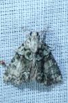 Cryphia algae