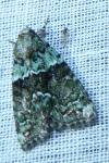 Cryphia algae