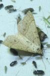 Isturgia murinaria