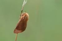 Malacosoma alpicola