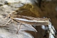 Agriphila selasella