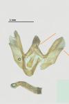 Eudonia lacustrata