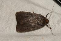 Amphipyra tragopoginis