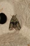 Cryphia algae