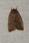 Ipimorpha subtusa