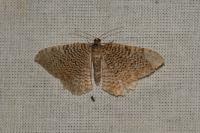 Rheumaptera undulata