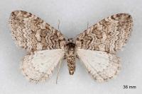 Epirrita