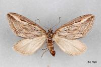 Chesias legatella