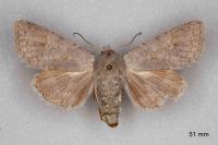 Ammoconia senex