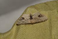 Idaea dimidiata