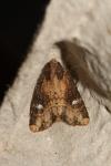 Mesapamea secalella/secalis