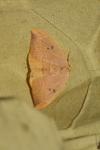 Watsonalla binaria