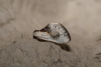 Cilix glaucata