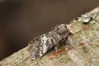 Drymonia ruficornis