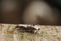 Egira conspicillaris