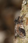Notodonta tritophus