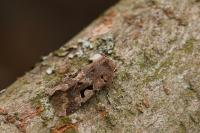 Orthosia gothica
