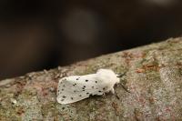 Spilosoma lubricipeda