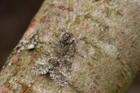 Acronicta megacephala