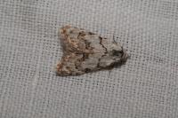 Nola confusalis