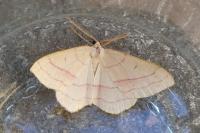 Rhodostrophia vibicaria