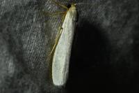 Eilema (sensu lato)