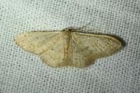 Idaea eugeniata