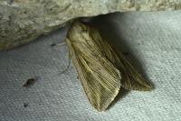 Mythimna riparia