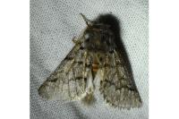 Thaumetopoea pityocampa